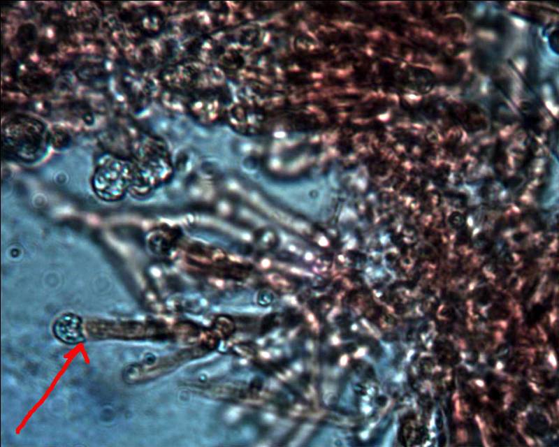 Phlebia tremellosa ? (Gloeoporus taxicola)